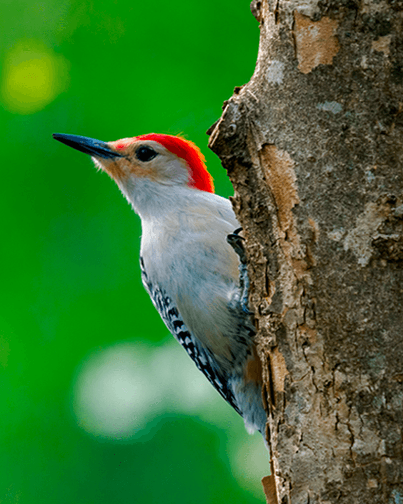 Red-bellied Woodpecker