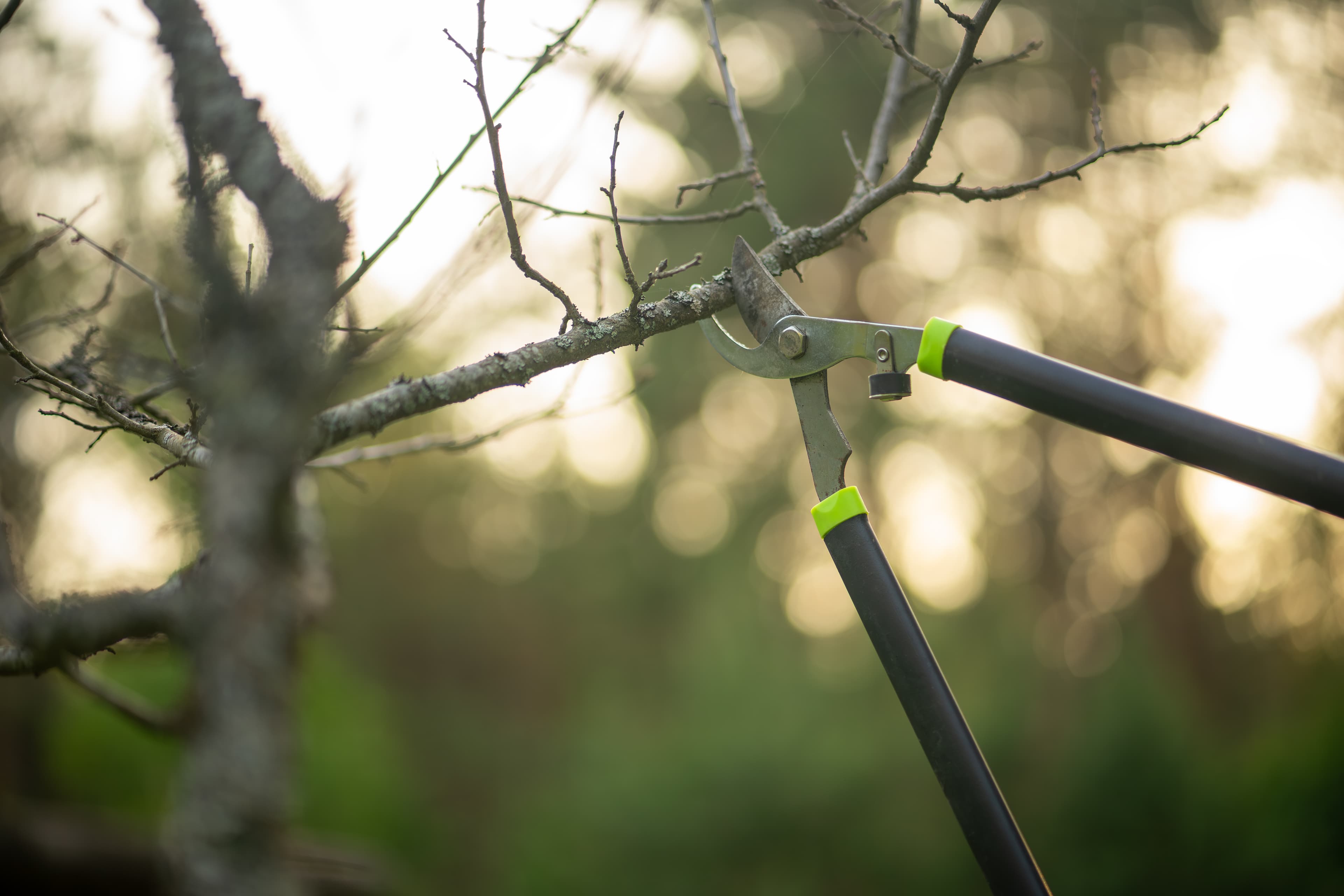 Prepare Your Home for Winter: TRIM TREES AND BUSHES Garden loppers trimming branches